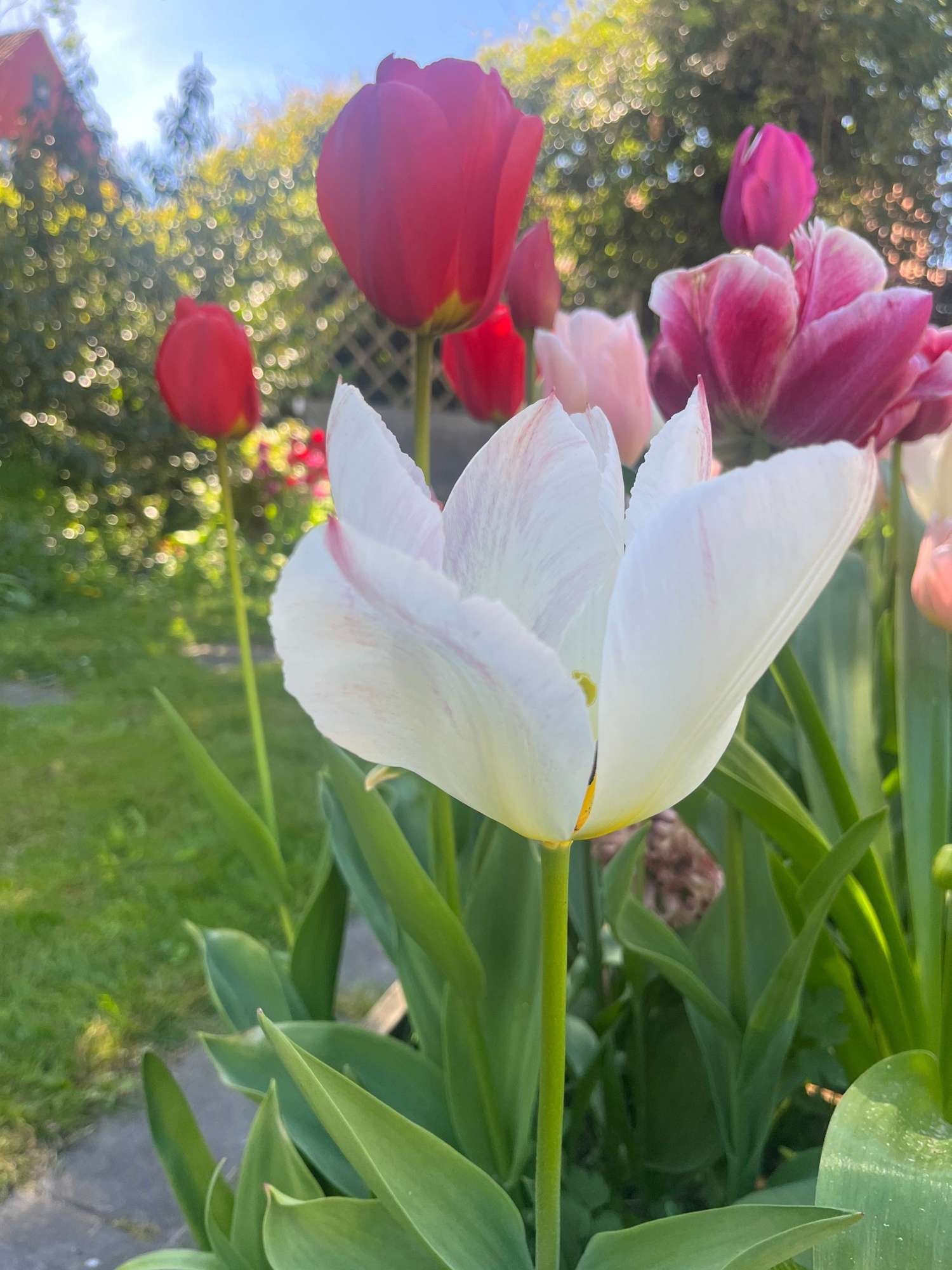 Erikoissekoitus 'Svaneke Delight'